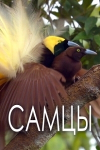 Постер Самцы (The Male)