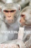 Постер Прирожденные бунтари (2018)