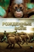 Постер Рожденные на воле (2011)