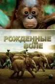 Постер Рожденные на воле (2011)