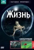 Постер BBC: Жизнь (2009)