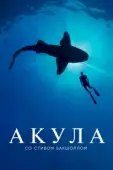 Постер Акула со Стивом Бакшоллом (2021)