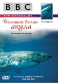 Постер BBC: Большая белая акула (1995)