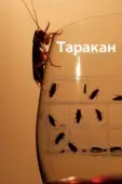 Постер Таракан (2010)