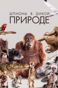 Постер Шпионы в дикой природе (Earth Spy In The Wild)