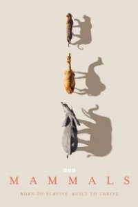 Постер Млекопитающие (Mammals)