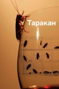 Постер Таракан (Scarrafone)