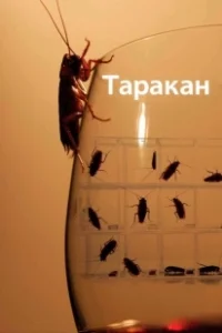 Постер Таракан (Roach)