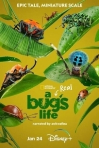 Постер Приключения настоящего Флика (A Real Bug's Life)